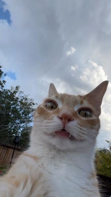goofy ahh pictures animals goofy ahh pictures animals
