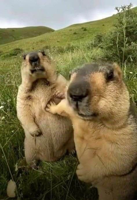 goofy ahh pictures animals goofy ahh pictures animals