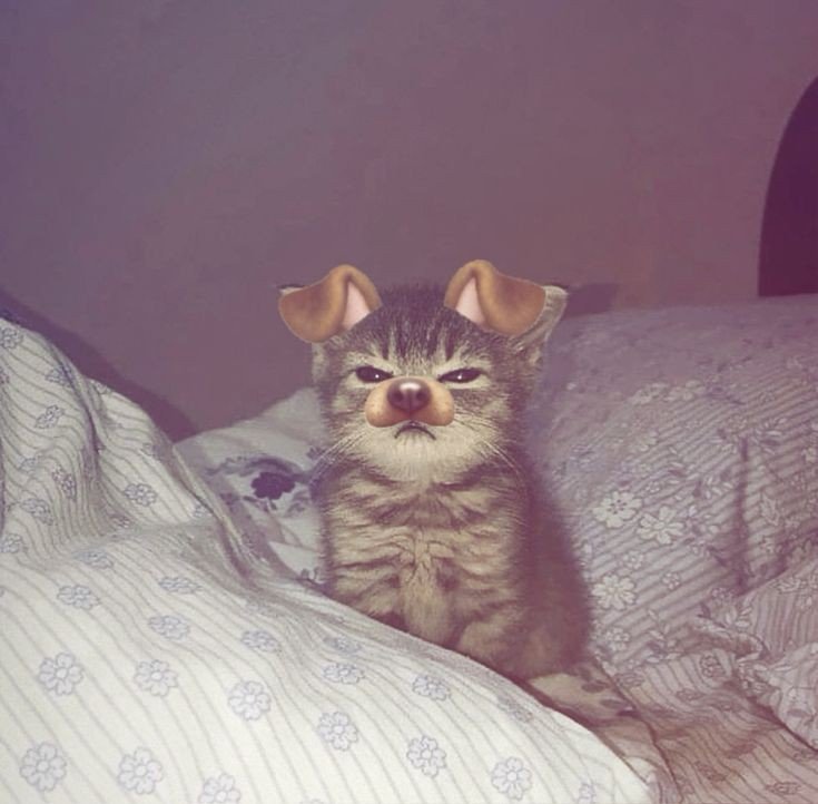 tiktok pfp default sad tiktok pfp default sad