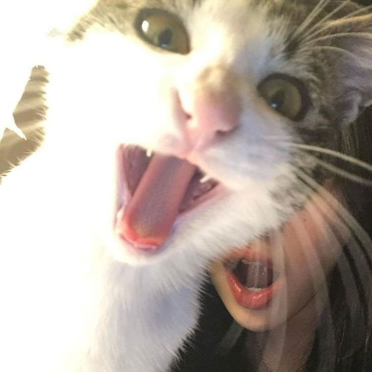 tiktok pfp editor tiktok pfp editor